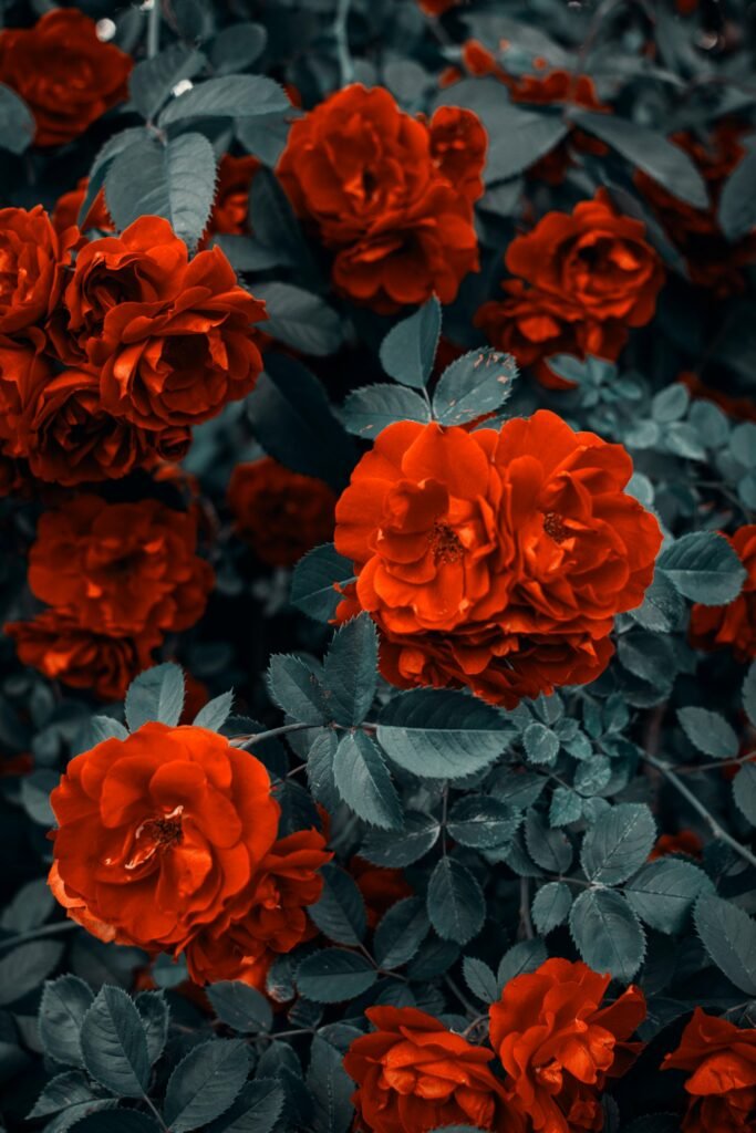 Flores avermelhadas